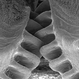 "Gears" from a plant hopping insect look designed 