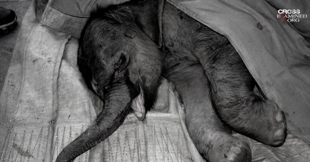 Baby Elephant In China Cries For 5 Hours After Being Stomped By His Mom